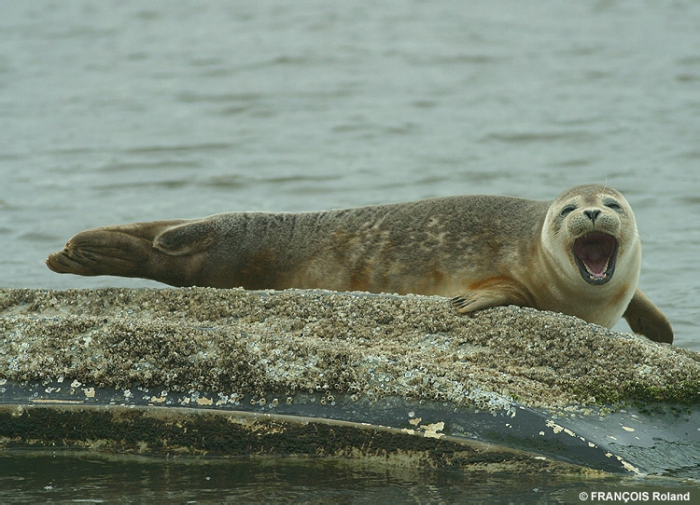 Gewone zeehond Gewone zeehond