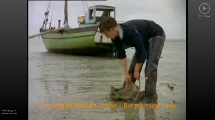 Cockle Fishing, Southend-on-Sea (1957)