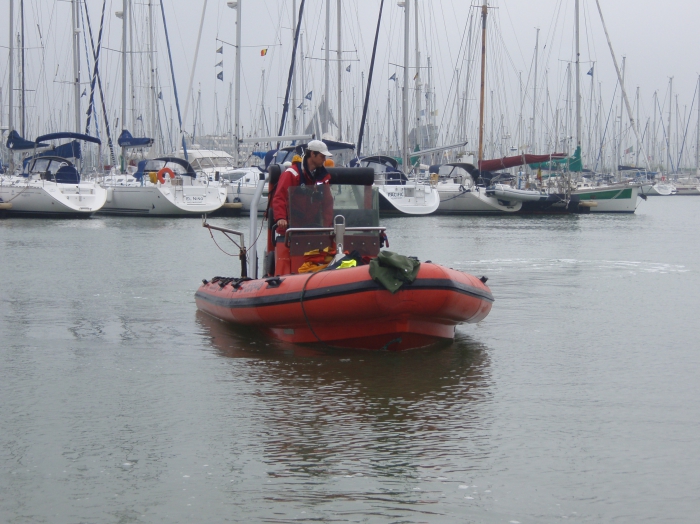 Zeekat in de haven van Oostende