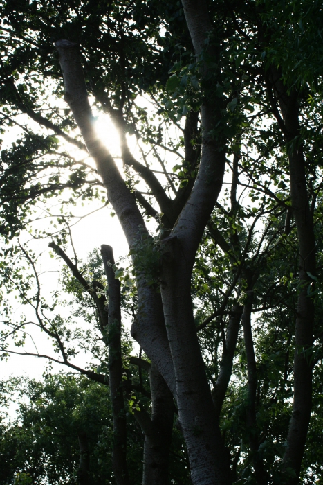 Bomen Bomen