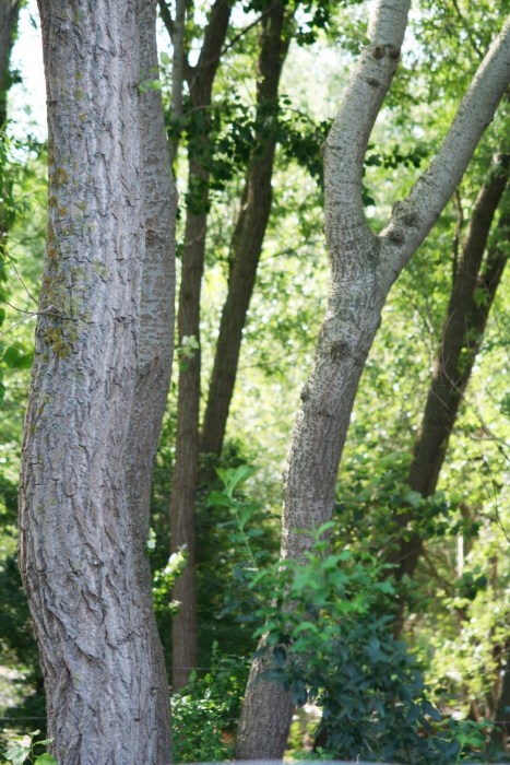 Bomen Bomen