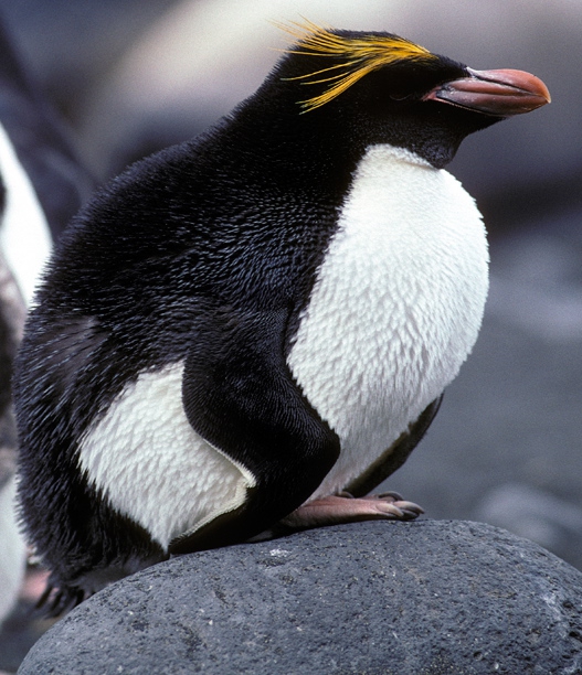 macaroni penguin