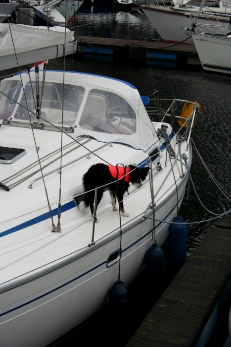 Hond