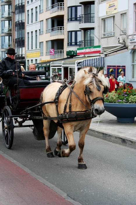 Paard Paard
