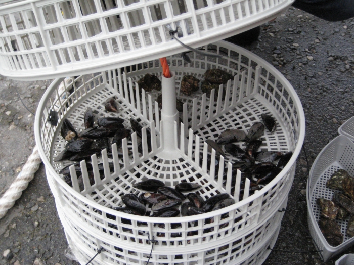Blauwe mossels en Japanse Oesters in kooien