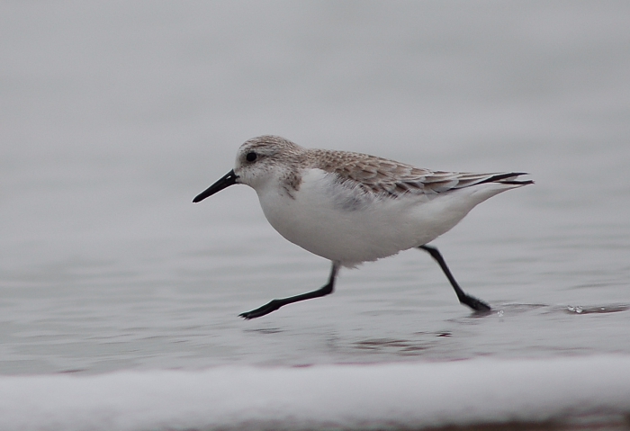 Drieteenstrandloper