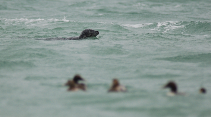 Zeehond & Eiders