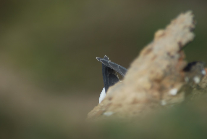 Noordse stormvogel