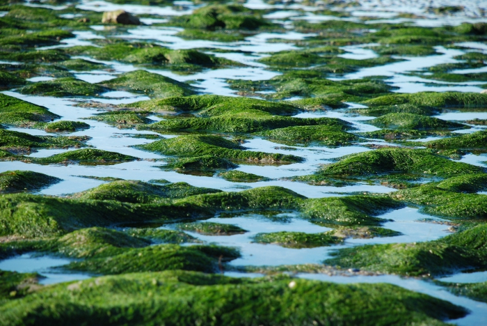 Wieren en poeltjes in de kleiformaties op het strand