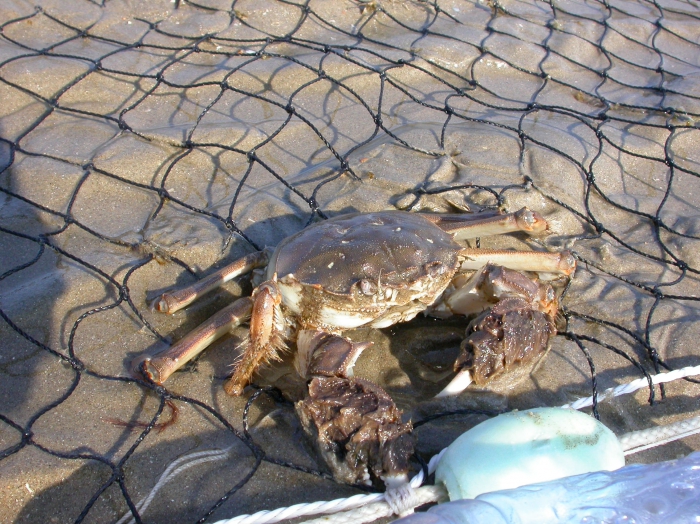 Chinese wolhandkrab - Eriocheir sinensis 