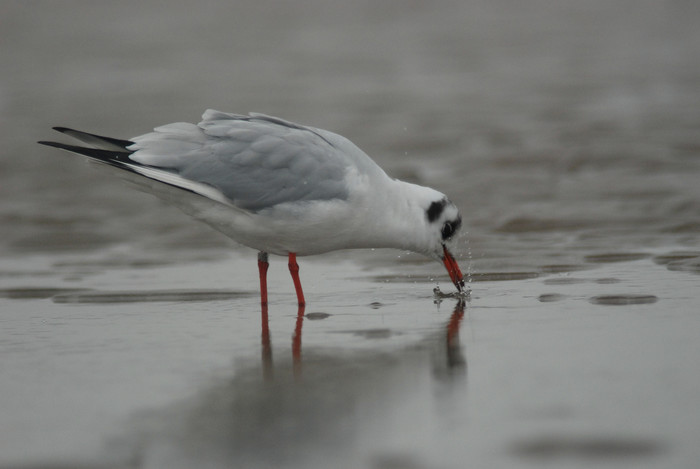 Kokmeeuw - Larus ridibundus