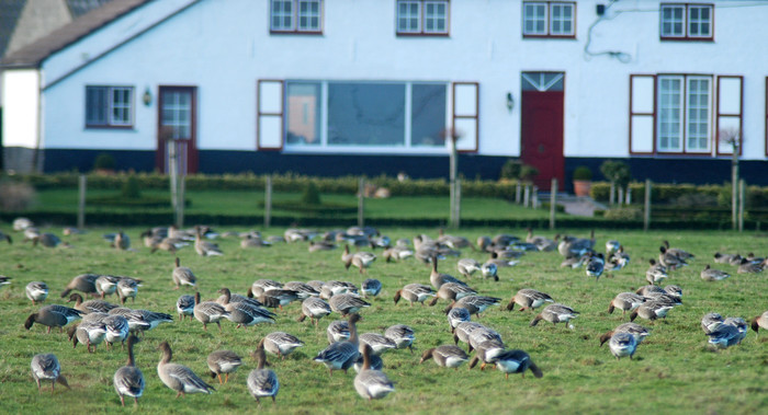Ganzen in de tuin