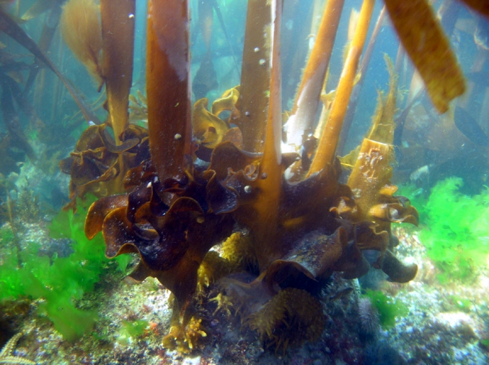 Saccorhiza polyschides