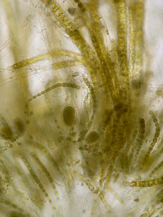 Sauvageaugloia divaricata Sauvageaugloia divaricata