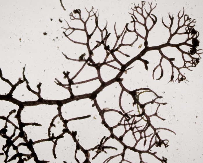 Bostrychia JungleKey.fr Wiki