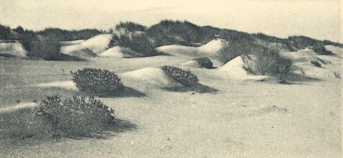 Massart (1908, foto 009)