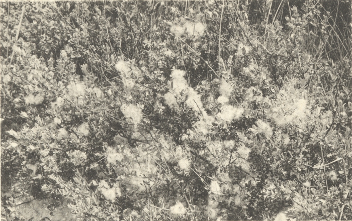 Massart (1908, foto 031)