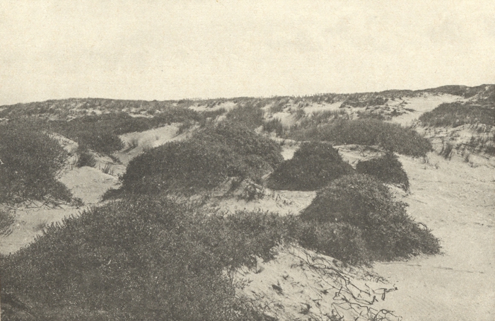 Massart (1908, foto 033)