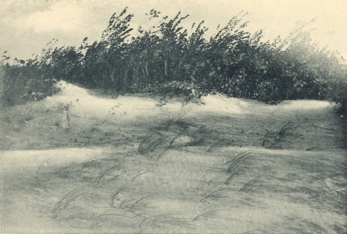 Massart (1908, foto 040)