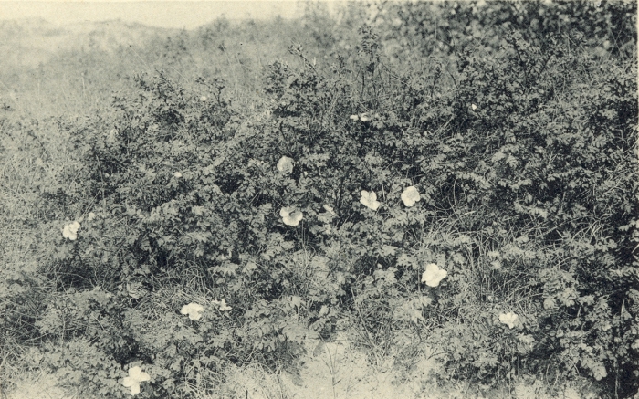 Massart (1908, foto 073)