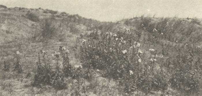 Massart (1908, foto 077)