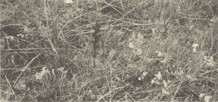 Massart (1908, foto 078)