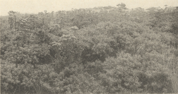 Massart (1908, foto 080)