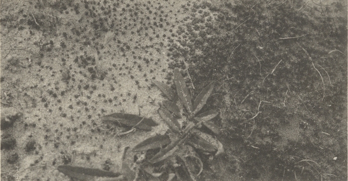 Massart (1908, foto 081)