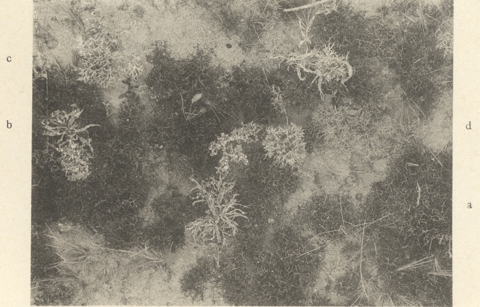 Massart (1908, foto 082)