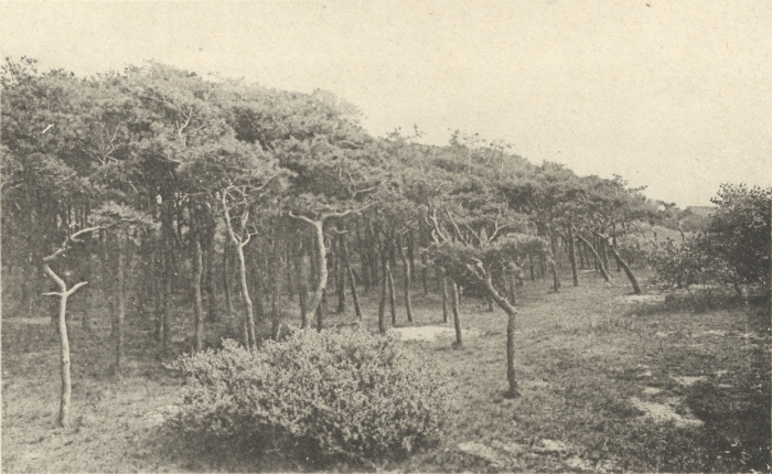 Massart (1908, foto 087)