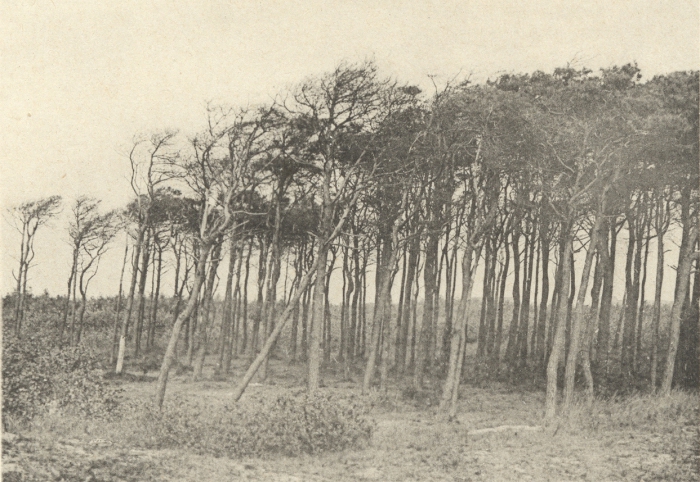Massart (1908, foto 088)