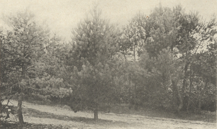 Massart (1908, foto 091)