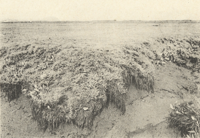 Massart (1908, foto 104)