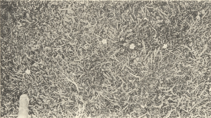 Massart (1908, foto 106)