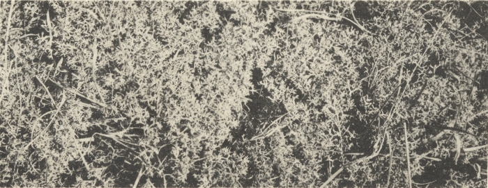 Massart (1908, foto 168)