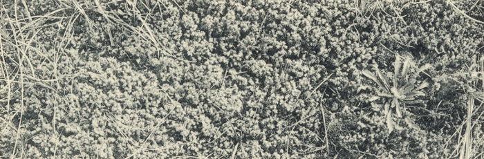 Massart (1908, foto 177)