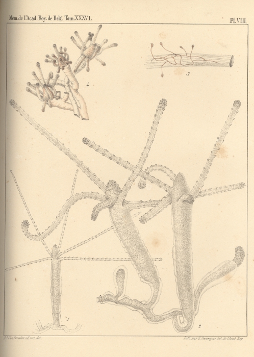 Van Beneden (1867, pl. 08)