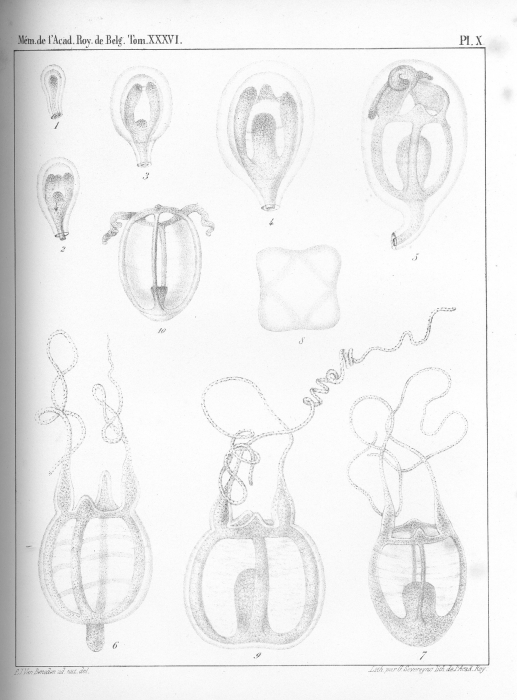 Van Beneden (1867, pl. 10)