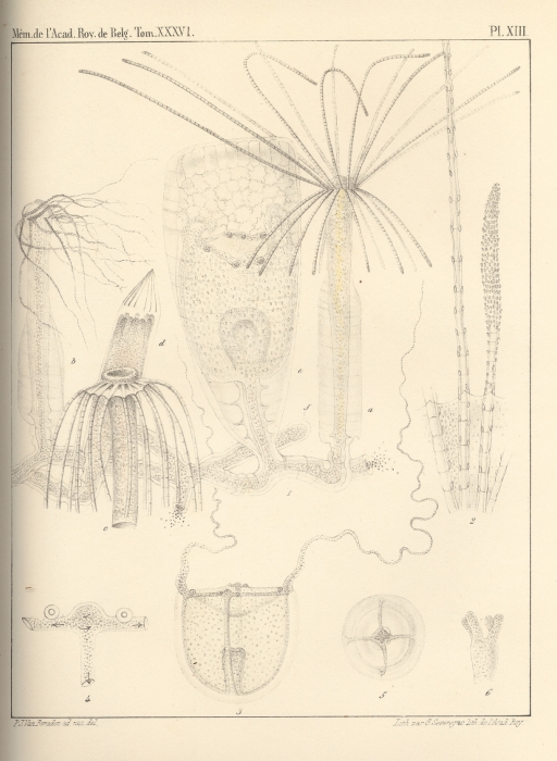Van Beneden (1867, pl. 13)