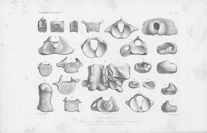 Van Beneden & Gervais (1880, pl. 16)