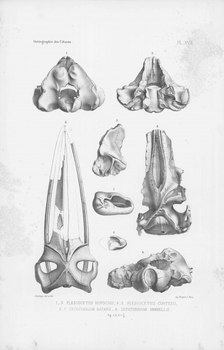 Van Beneden & Gervais (1880, pl. 17)