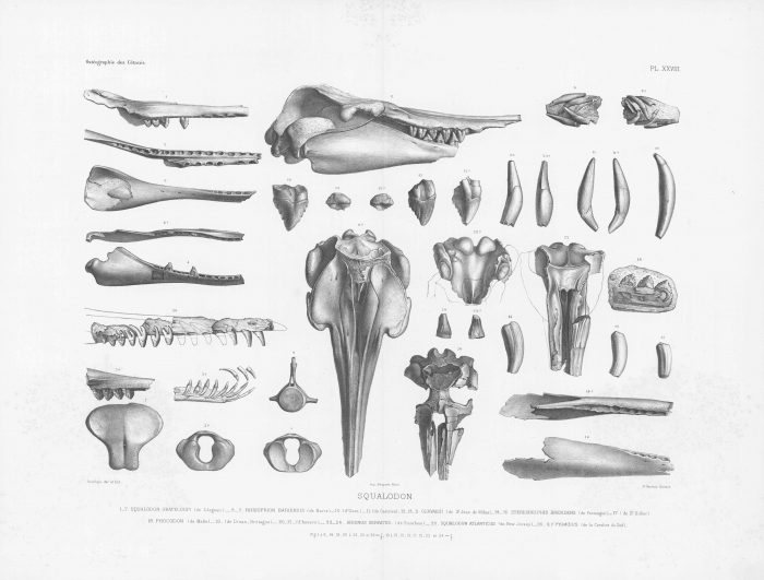 Van Beneden & Gervais (1880, pl. 28)
