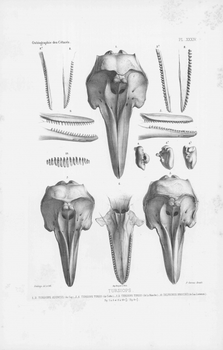Van Beneden & Gervais (1880, pl. 34)