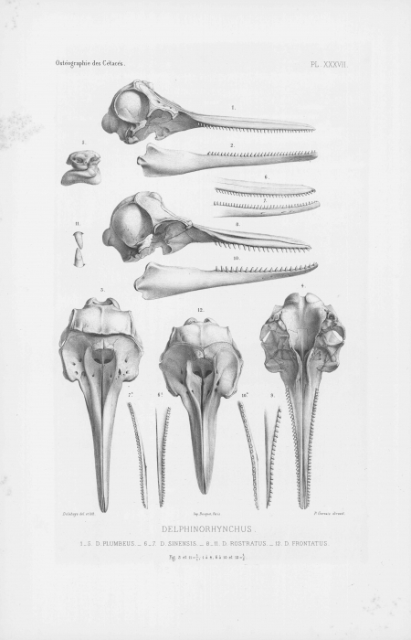 Van Beneden & Gervais (1880, pl. 37)
