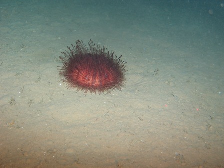 Sea urchin Sea urchin