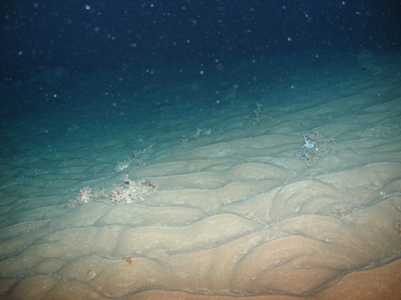 Ripple marks clearly showing the presence of deep water bottom currents Ripple marks clearly showing the presence of deep water bottom currents