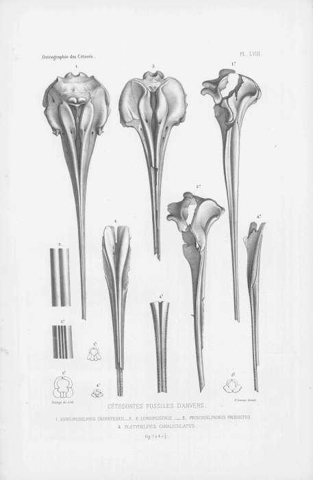 Van Beneden & Gervais (1880, pl. 58)
