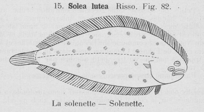 Gilson (1921, fig. 82)