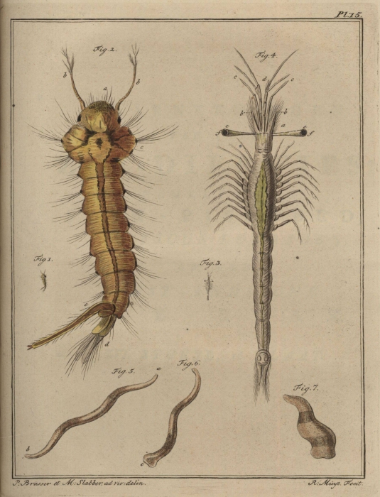 Slabber (1778, pl. 15) Slabber (1778, pl. 15)