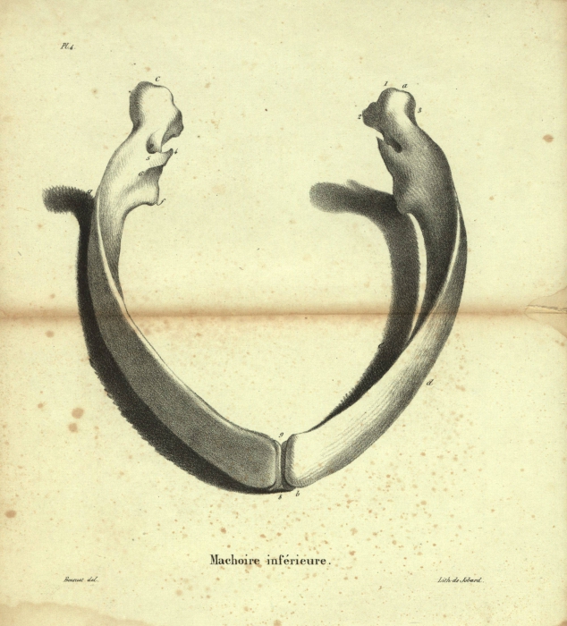 Dubar (1828, pl. 04)